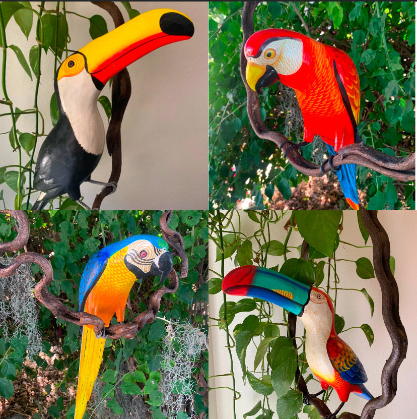 Tropical Birds