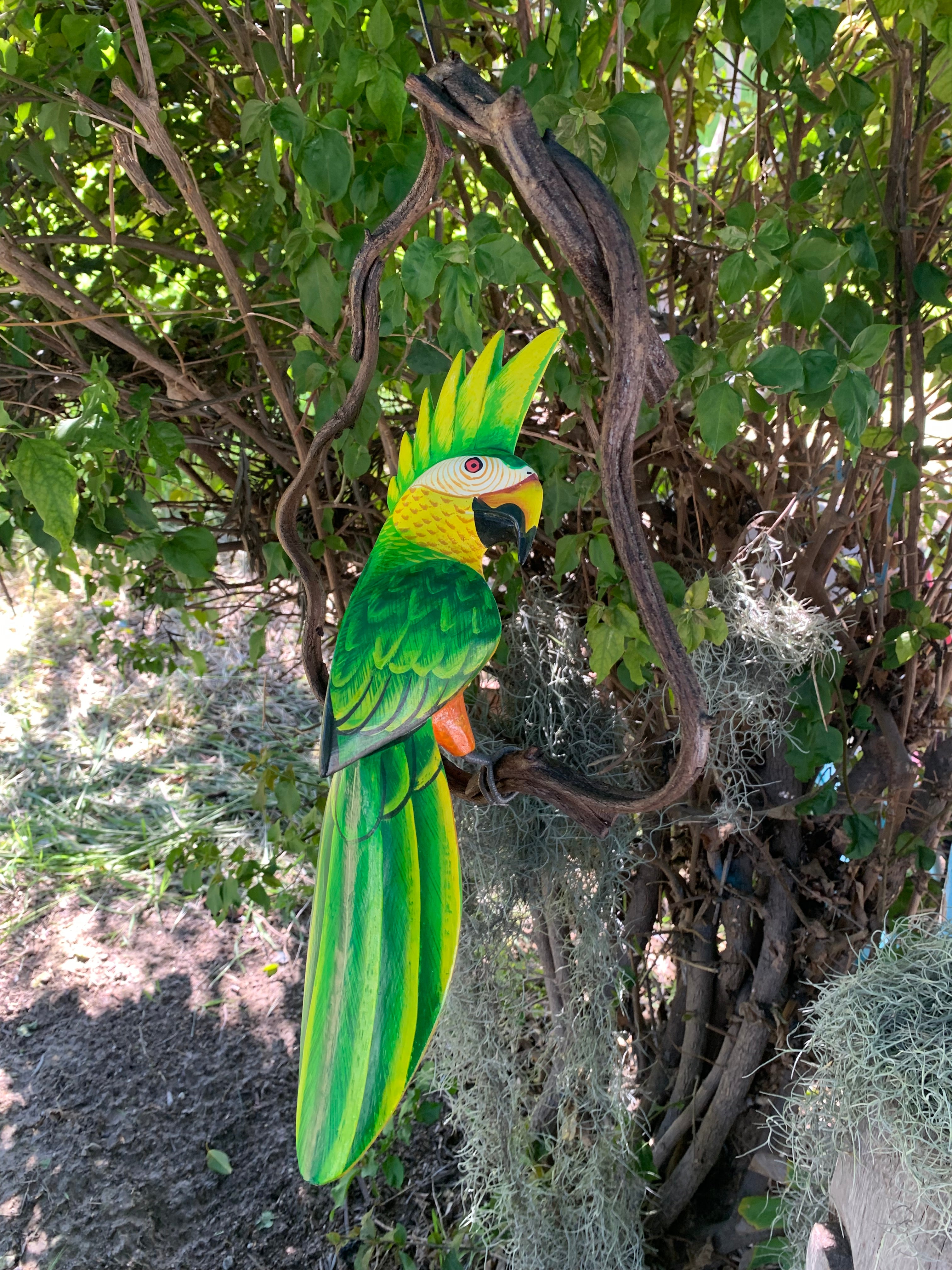 green cockatoo
