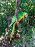 Green Macaw Parrot Handcrafted Wood Hanging Statue  17"in Head to Tail