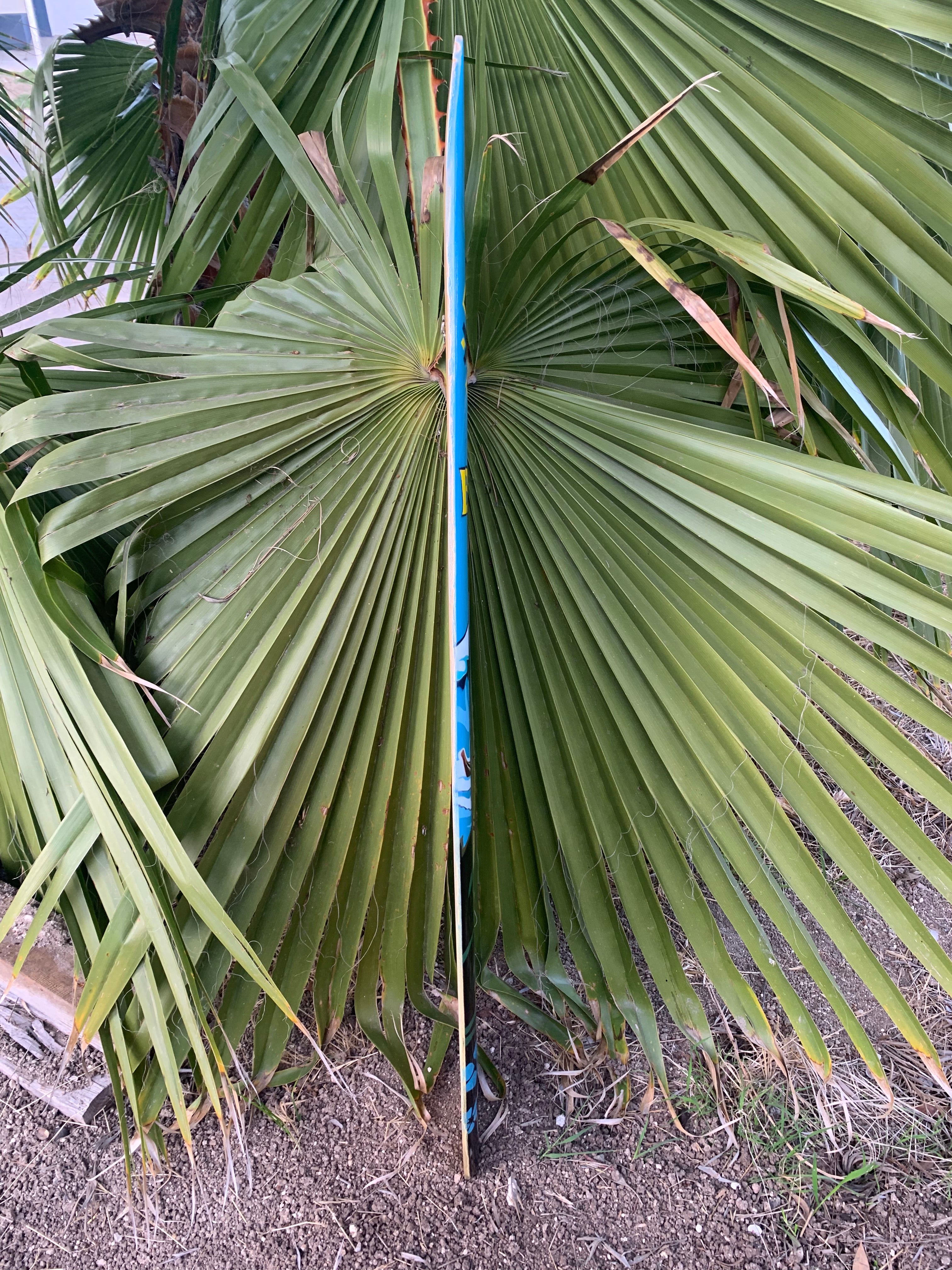 Blue vertical pole standing in front of large fan palm leaves outdoors