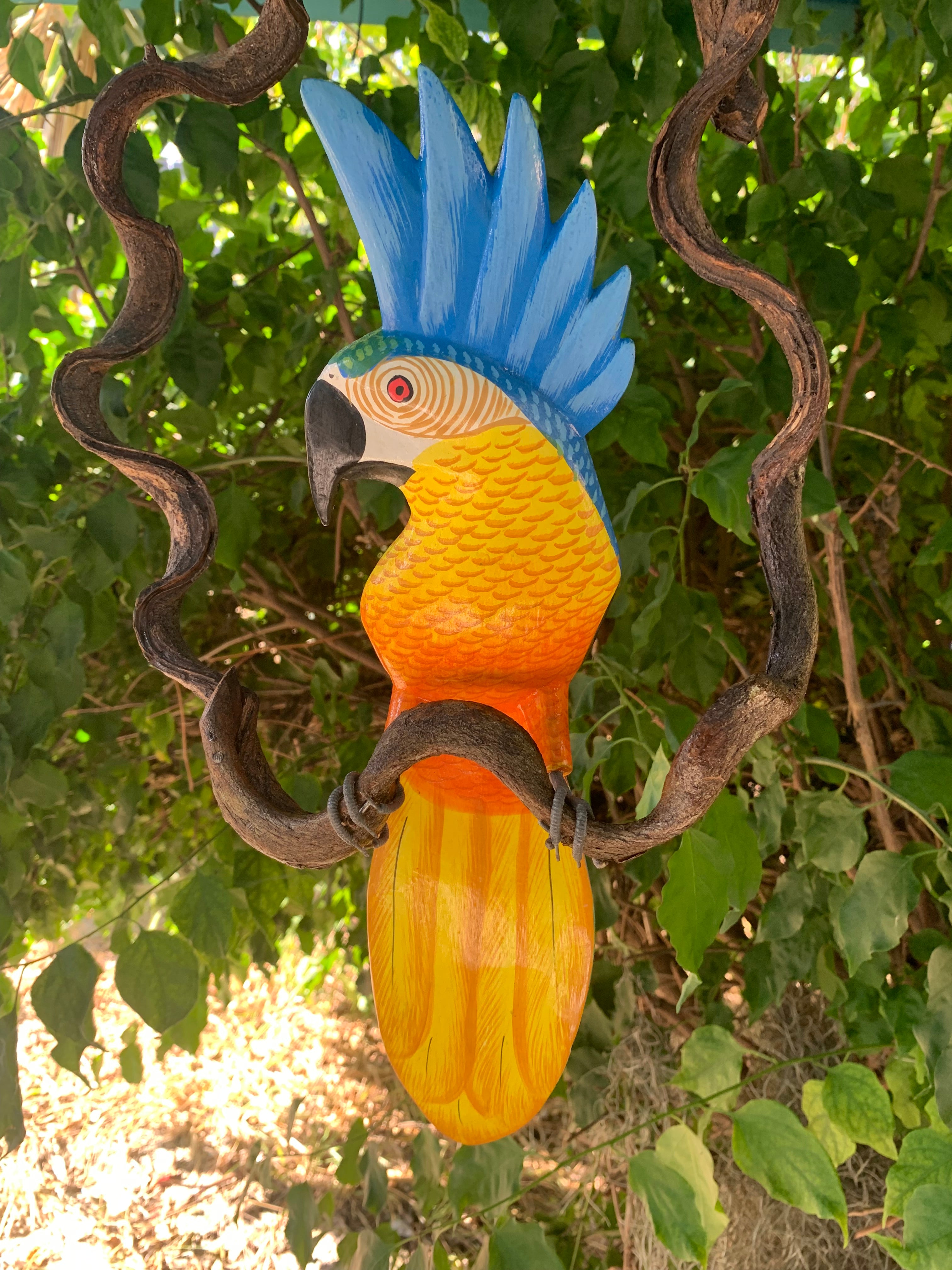bue cockatoo