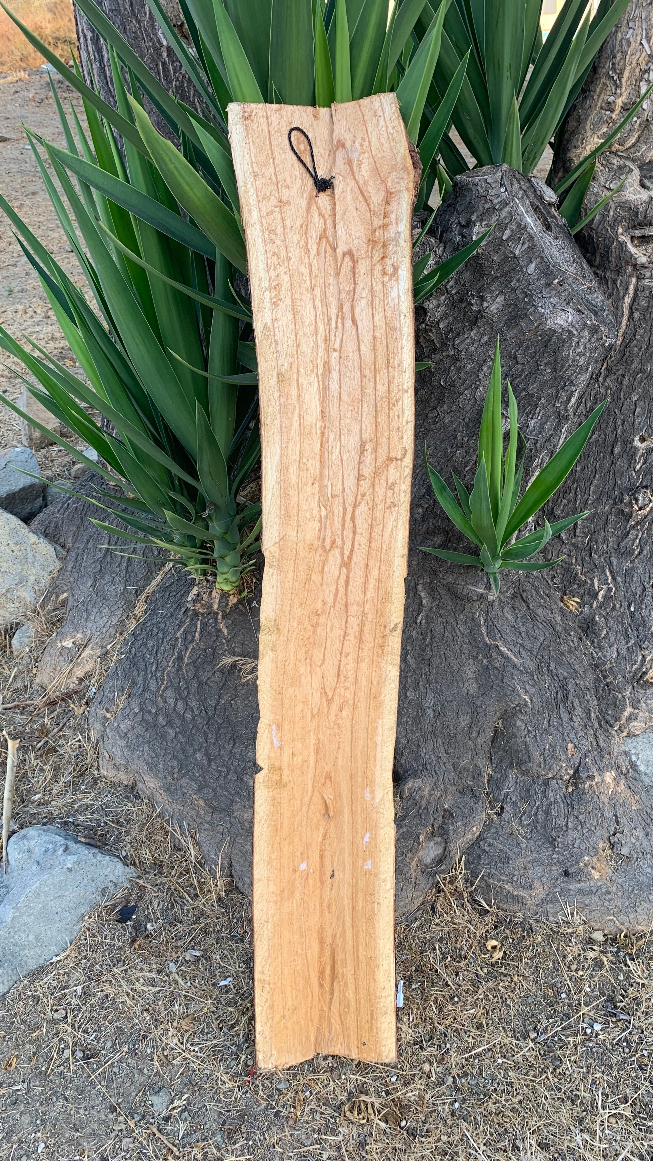 wooden plank leaning against a tree with green yucca plants in the background