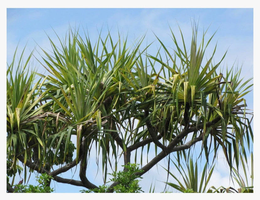 tropical tree with tufted spiky green leaves against blue sky