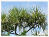 tropical tree with tufted spiky green leaves against blue sky