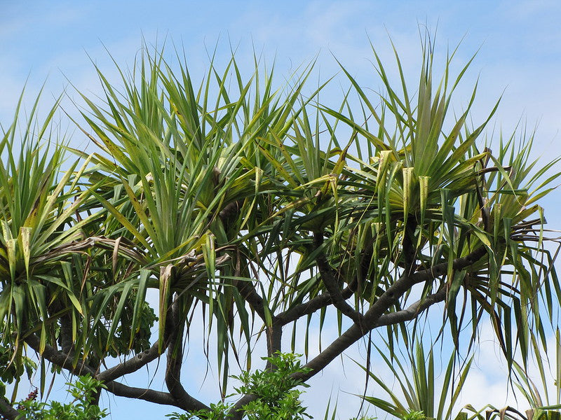 Branching yucca tree with spiky green leaves against a blue sky