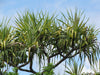 Branching yucca tree with spiky green leaves against a blue sky