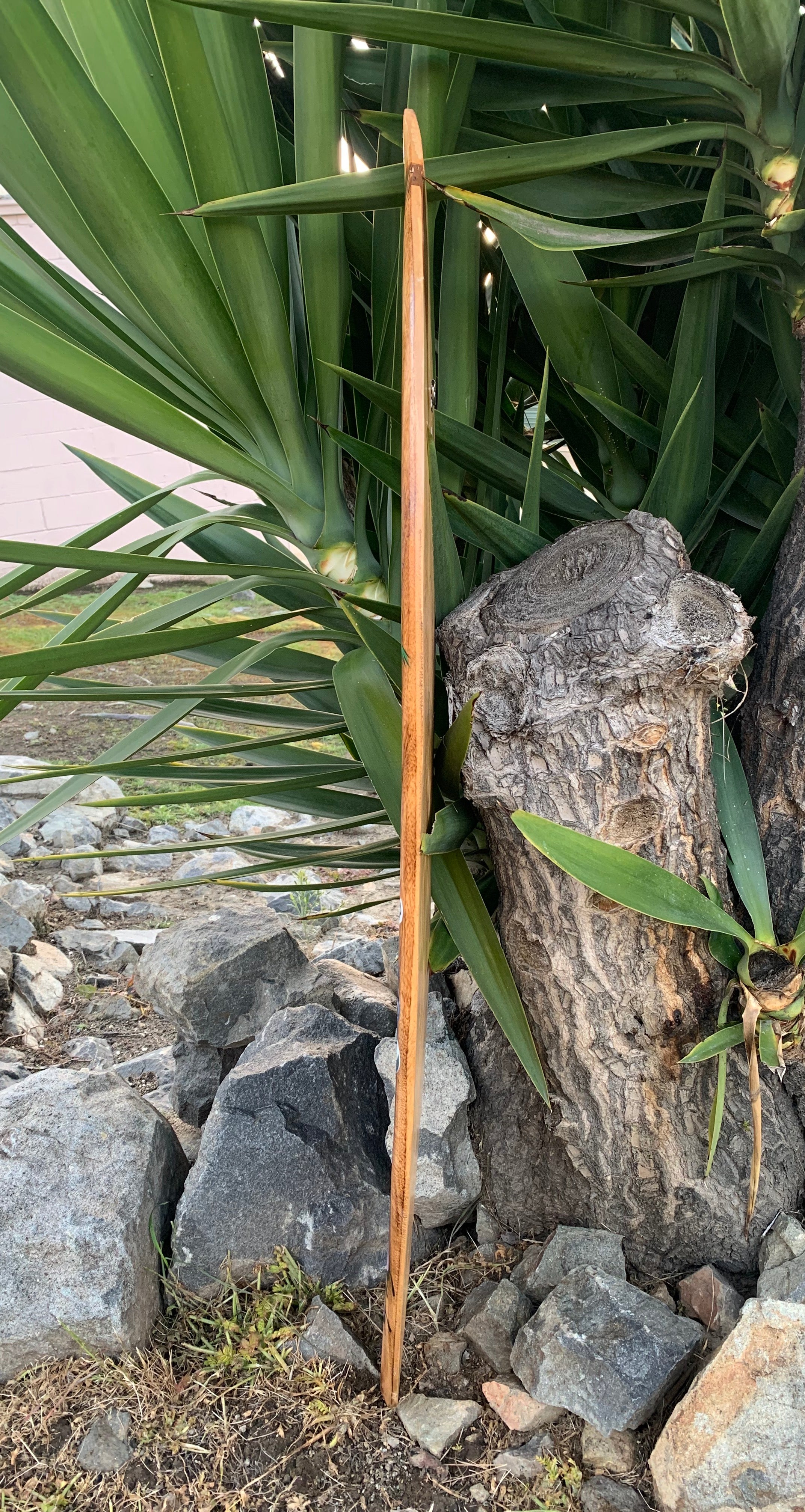 wooden stake beside large yucca plant among rocks